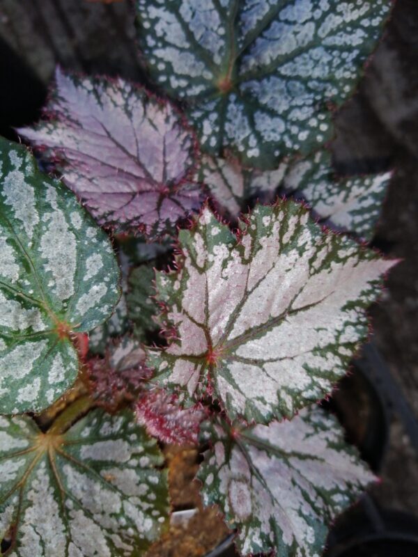 Begonia ‘Pink Gin’, pianta da interno