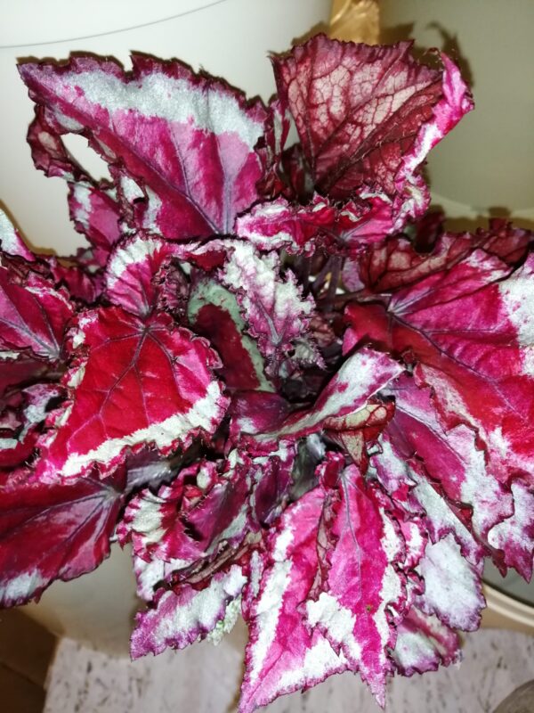 Begonia Spitfire, pianta da interno