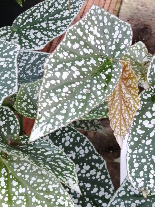 Begonia Sylvan Triumph, foto 2