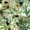 Begonia Tap Dance, pianta da interno