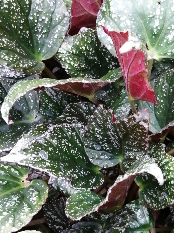 Begonia 'Tea Drop', foto 2