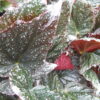 Begonia 'Tea Drop', pianta da interno