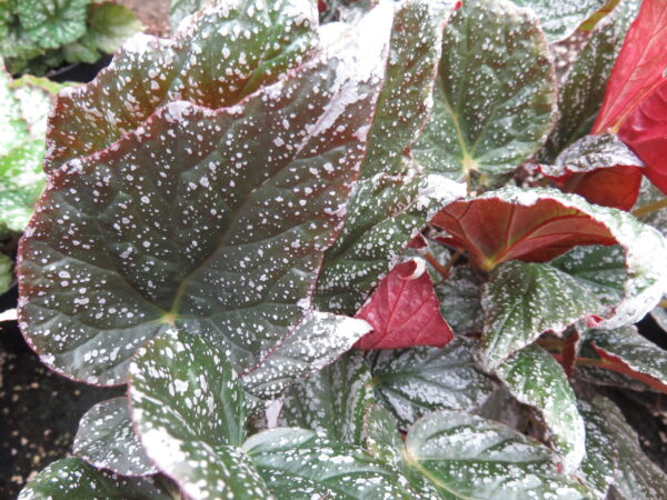 Begonia 'Tea Drop', pianta da interno