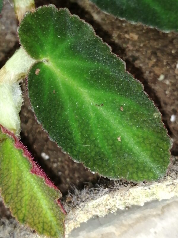 Begonia thelmae, foto 2
