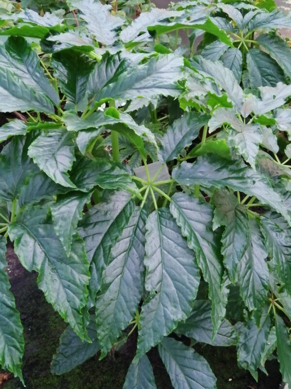 Begonia thiemei, sin. Begonia macdougallii var. macdougallii, foto 5
