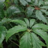 Begonia thiemei, sin. Begonia macdougallii var. macdougallii, pianta da interno