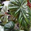 Begonia thurstonii, pianta da interno
