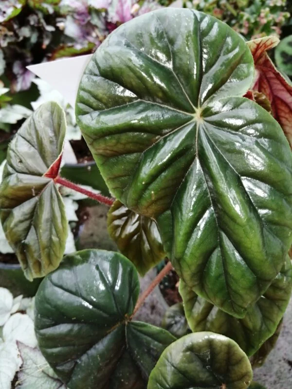 Begonia thurstonii, pianta da interno