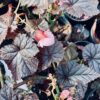 Begonia Tingley Mallet, pianta da interno