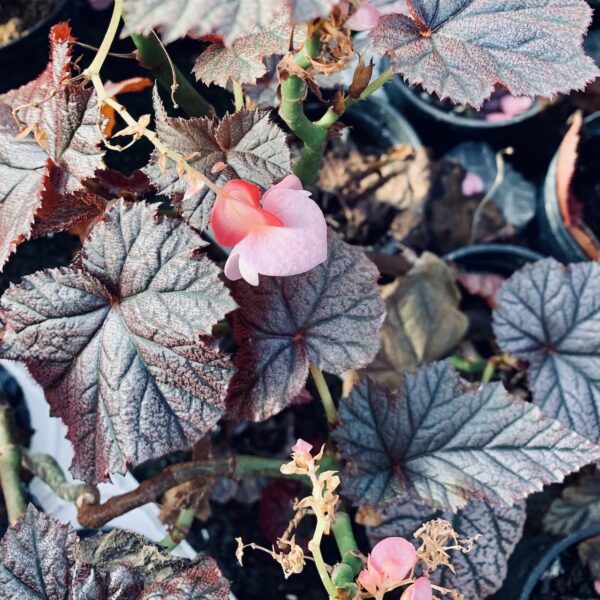 Begonia Tingley Mallet, pianta da interno