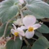 Begonia tomentosa, pianta da interno