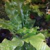 Microsorum musifolium 'Crocodyllus', pianta da interno