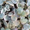 Ceropegia woodii 'variegata' big plant, pianta da interno