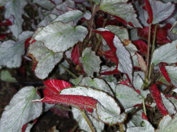Begonia Two Face, foto 3