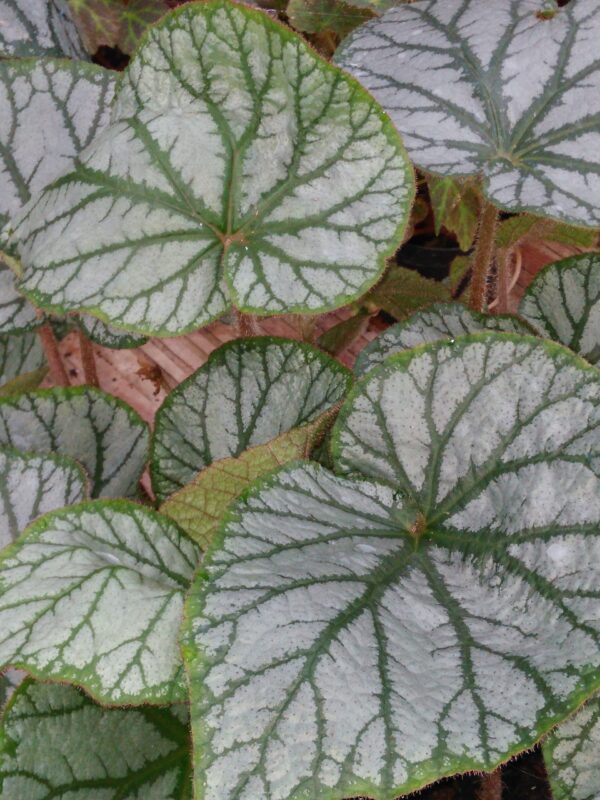 Begonia U400, pianta da interno