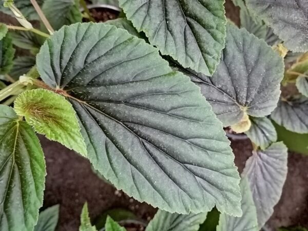 Begonia U402, foto 2
