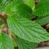 Begonia ulmifolia, pianta da interno
