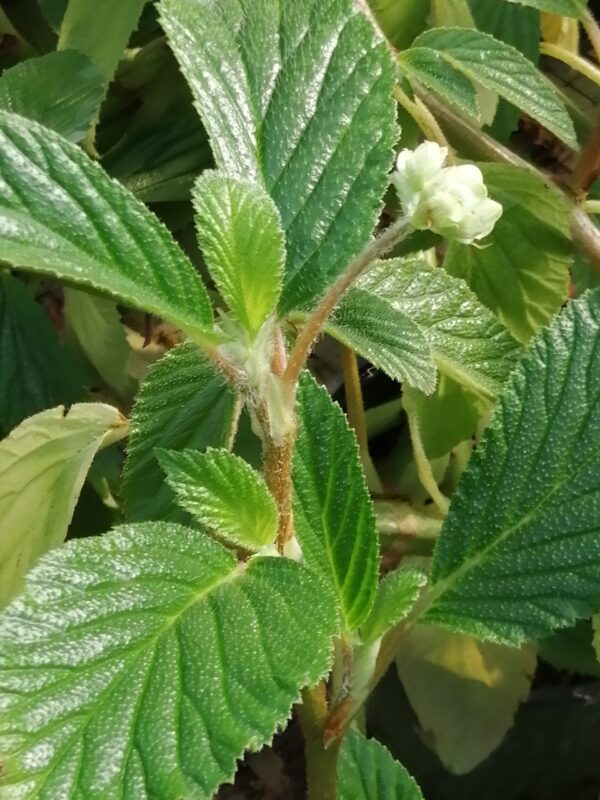 Begonia ulmifolia, foto 3