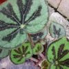 Begonia variegata, sin. Begonia masoniana var. maculata, pianta da interno