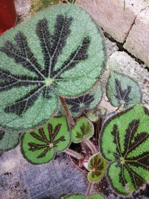 Begonia variegata, sin. Begonia masoniana var. maculata, pianta da interno