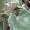Begonia venosa, pianta da interno