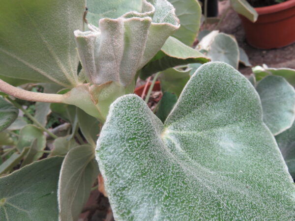 Begonia venosa, pianta da interno