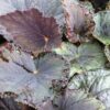 Begonia 'Vesuvius', pianta da interno