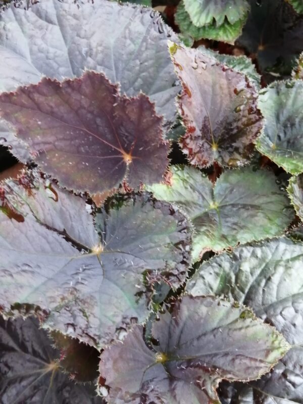 Begonia 'Vesuvius', pianta da interno