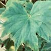 Begonia Virginia Jens, pianta da interno
