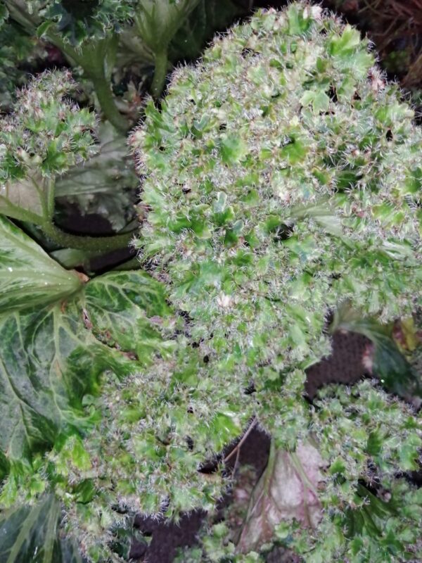 Begonia vitifolia, foto 2