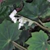 Begonia sp., pianta da interno