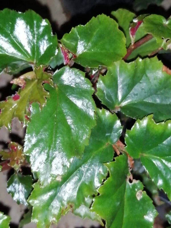Begonia vitifolia, foto 6