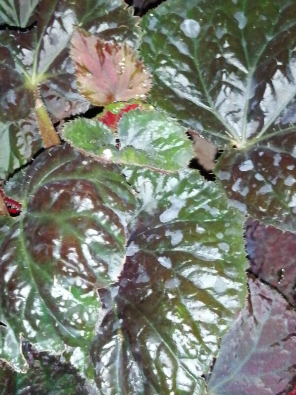 Begonia vitifolia, foto 7