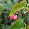 Begonia 'Vivian Hill', pianta da interno