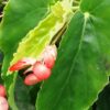 Begonia Tea Rose, pianta da interno