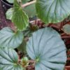 Begonia fisheri var. palustris, pianta da interno