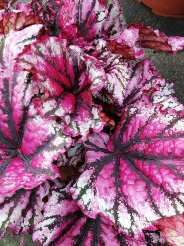 Begonia Hocking Lambada, pianta da interno