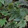 Begonia wollnyi, pianta da interno