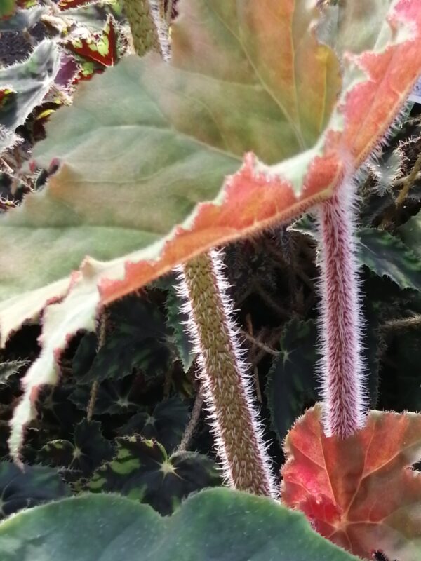 Begonia x ricinifolia 'Immense', foto 2