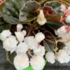 Begonia Doublet White, pianta da interno e da esterno