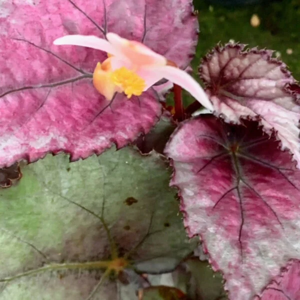Begonia Mahori haze, foto 2