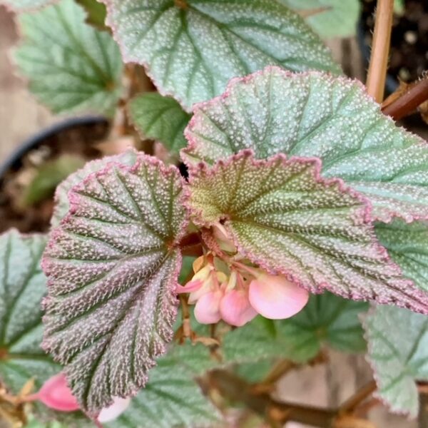 Begonia Sinbad, foto 4