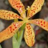 Belamcanda sinensis, pianta per orto e cucina