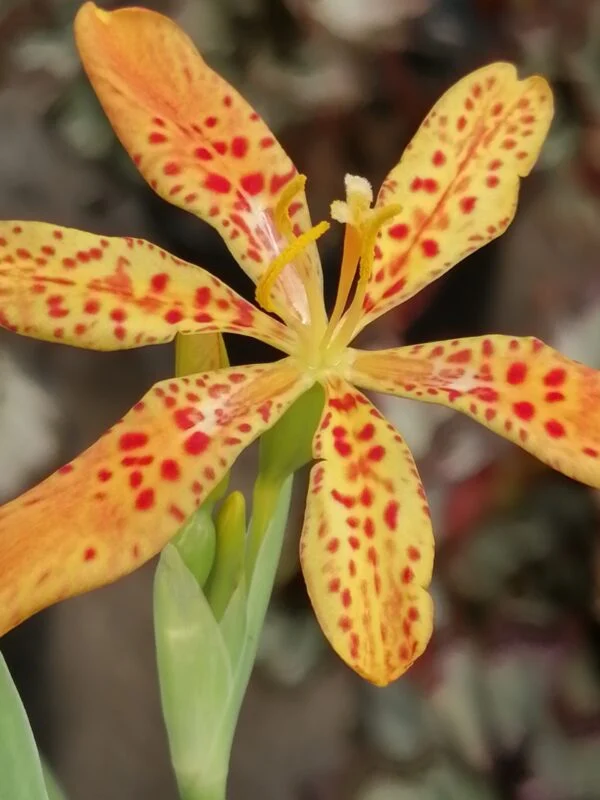 Belamcanda sinensis, pianta per orto e cucina