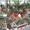 Cactus & Succulente