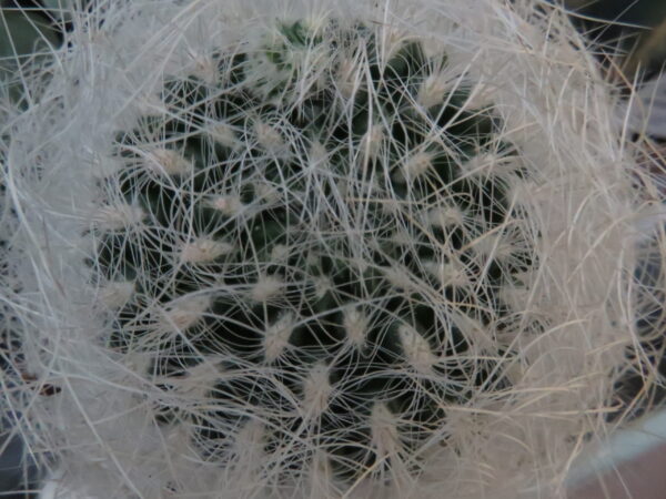 Cactus & Succulente, foto 7