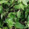 Callisia cordifolia, pianta da interno