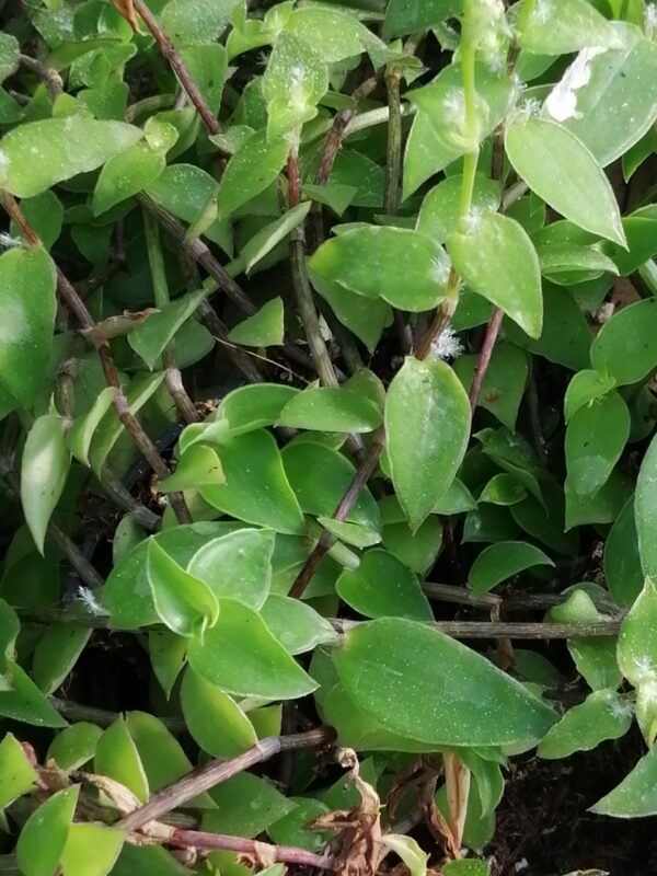 Callisia cordifolia, pianta da interno