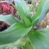 Callisia fragrans, Spironema fragrans, pianta da interno