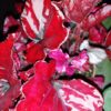 Begonia Red Bull, pianta da interno